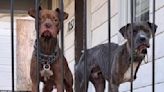 Dog Brothers Abandoned On Porch Watch People Go By, Hoping Someone Will Help