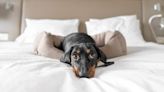 6 Pawsome Dog-friendly Hotels to Visit During National Pet Month