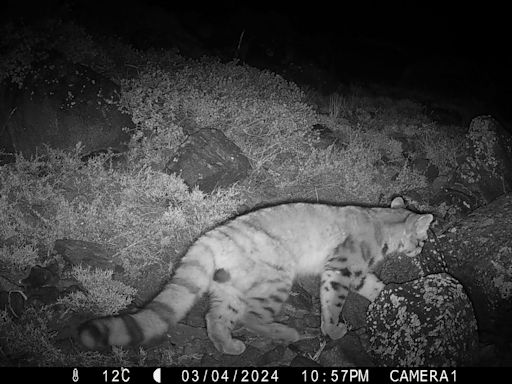 Inédito avistamiento de un gato andino en los cerros que rodean la capital de Chile