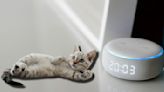 ¿Cómo encontrar a tu gato con ayuda de Alexa?