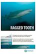 Ragged Tooth