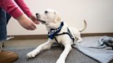 Newest Columbus therapy dog, Maverick, celebrates certification, first birthday in style