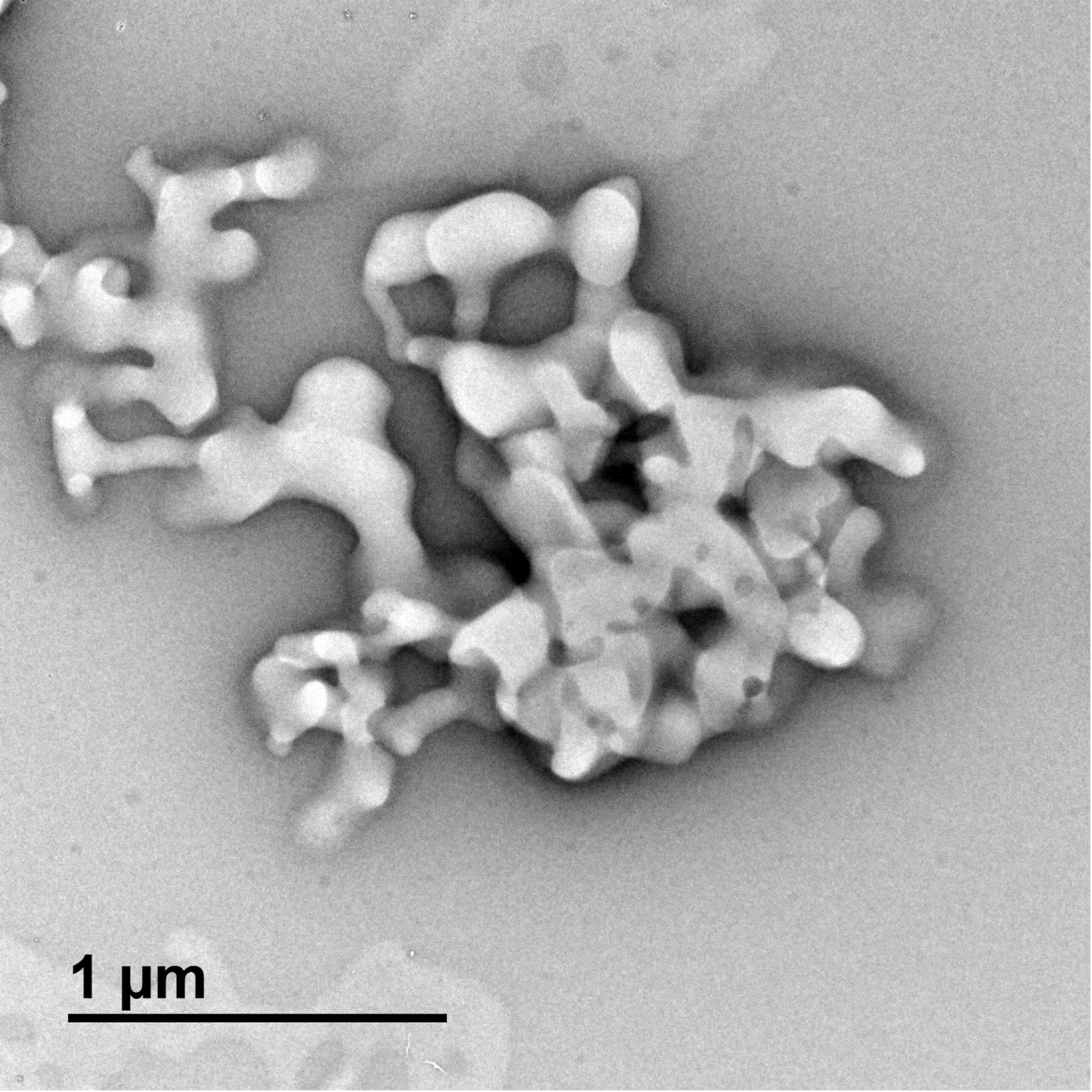 Clumps of an otherwise non-toxic molecule inhibit strep's DNA-cleaving enzymes, researchers discover