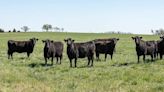 Registration open for Ranch-Raised Beef Conference on May 30-31 in College Station