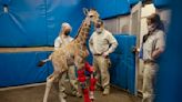 Bracing for her future: Human medicine rescues giraffe