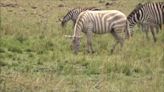 ‘Extremely rare’ Albino zebra ‘seen only a handful of times’ caught on camera