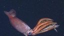 Incredible footage shows new squid species tending to enormous eggs