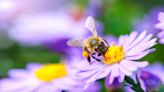 Local nursery offers bee colonies