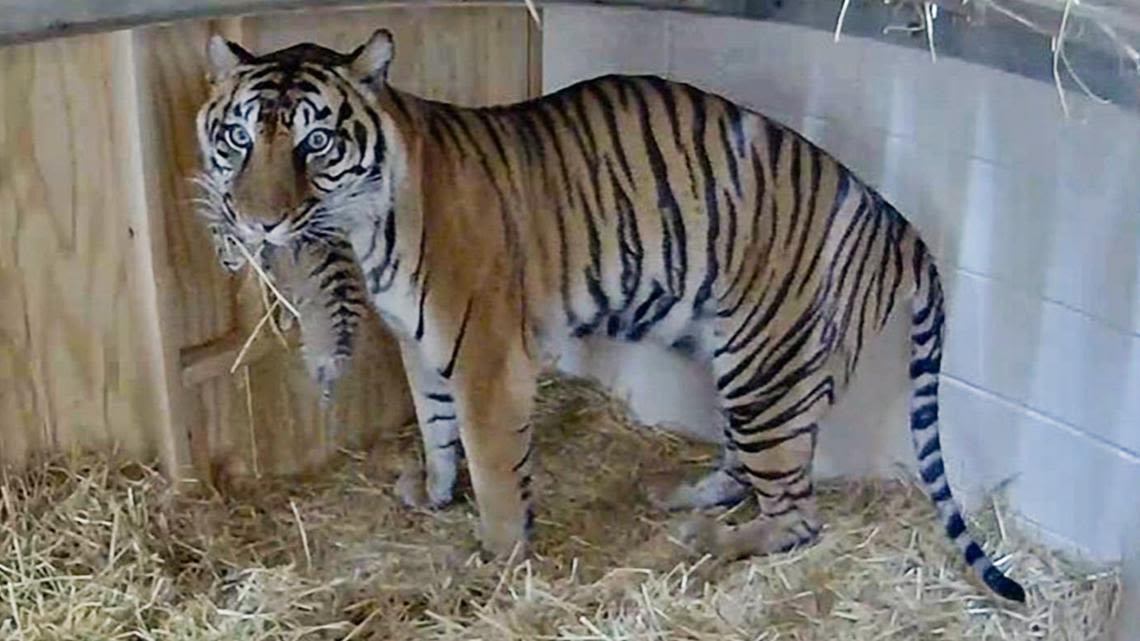 Rare Sumatra tiger born at Louisville Zoo; Watch live webcam here