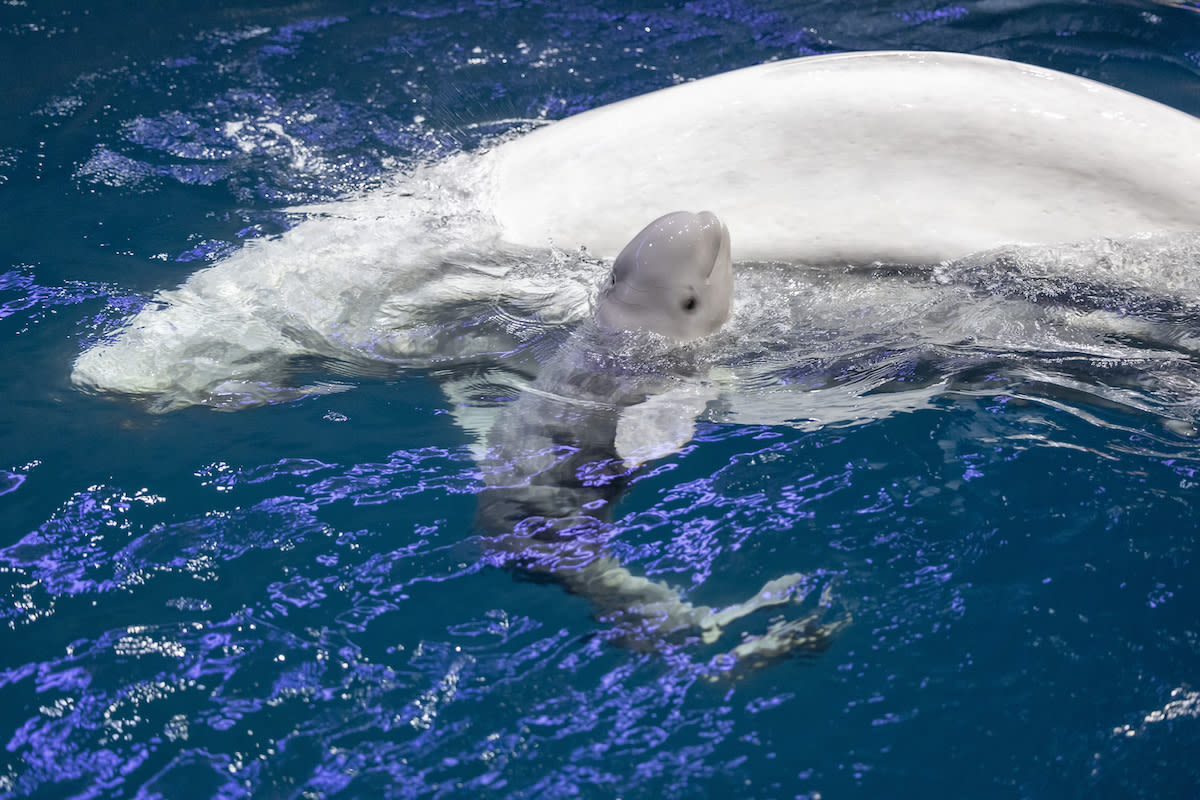 Chicago Aquarium Announces Birth of Adorable Baby Beluga Whale