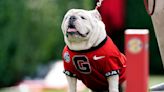 Social media remembers Georgia mascot Que