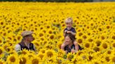 Sunflower crop earliest for more than a decade following heatwave