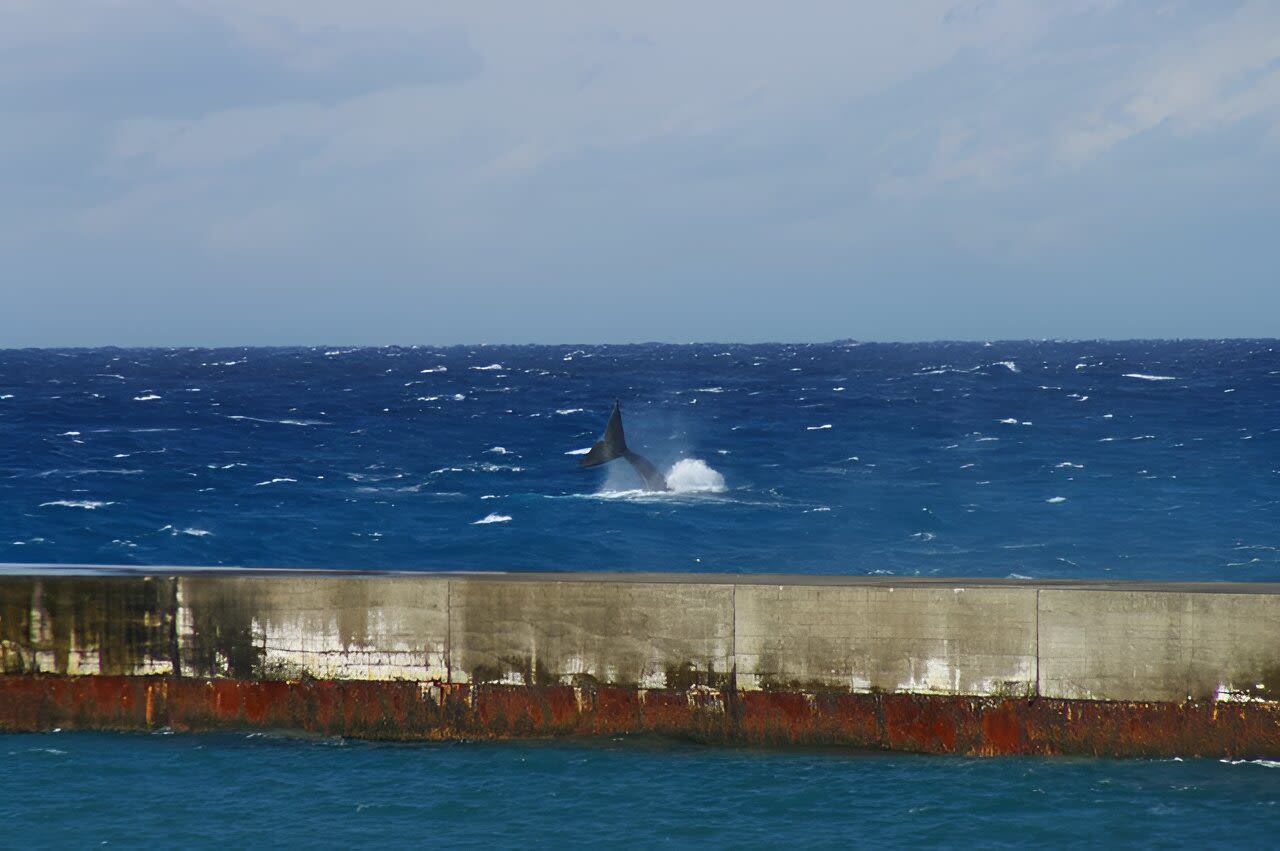 One of world's rarest whales sighted off California coast