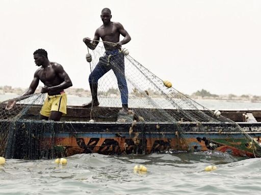 Fishermen left stranded as Senegal's most sought-after catch moves north