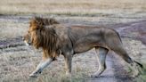 Vet Realizes African Animals Walk to the Beat of Famous 'Toto' Song