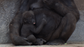 Adorable video shows baby gorilla getting tickled by mom at zoo in Texas