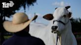 全球最貴！巴西母牛「身價1.3億」 超狂基因銷全球翻轉畜牧業