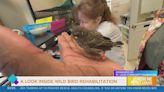 Sponsored: Wild Bird Rehabilitation shares why Give STL Day is critical
