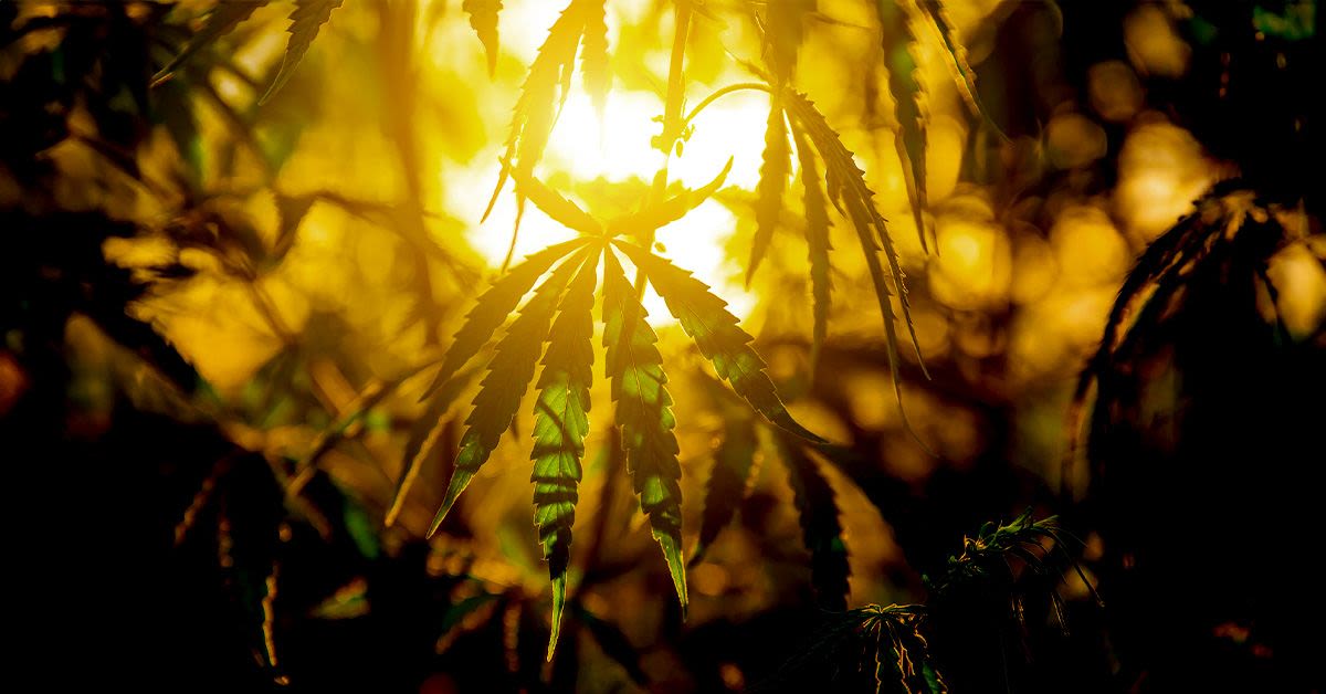 Sun damage: CBD may help fight UVA radiation to protect skin