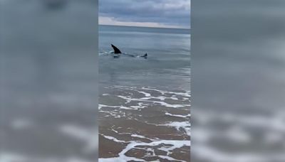 Increíbles imágenes de un tiburón nadando muy cerca de la orilla en una playa de Guipúzcoa