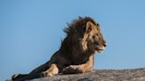 Up-Close Footage of a Lion Sneezing Is Giving People Goosebumps