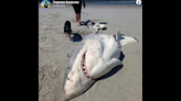 Huge half-eaten shark washes up on Australia beach. ‘Equal parts cool and terrifying’