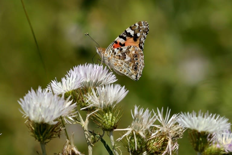 'Nature's mirror': Climate change batters Albania's butterflies