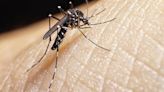 Una bacteria, clave para evitar la expansión del mosquito tigre en España