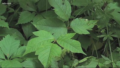 Verify: Can poison ivy spread through contact with others?