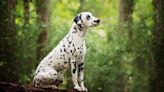 Energetic Dalmation With a Name Disney Fans Will Recognize Has Waited 7 Months For Rescue
