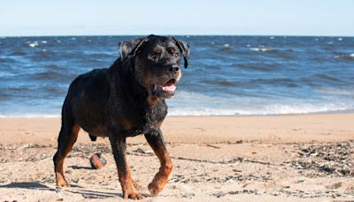 Rottweiler Mom in Australia Warns Everybody to Beware of ‘Sharks'