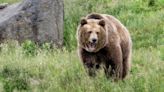 Popular National Park Trail Closed to Visitors Following Grizzly Attack