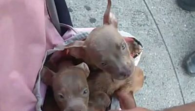 Police Rescue Puppies Who 'Could've Been Dead in 5 Minutes' from 'Hot Bag' on N.Y.C. Street