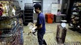 全球首例人類感染H5N2身亡 WHO：多重因素致死