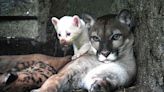 Rare Albino Puma Cub Born in Captivity in Nicaragua: He's in 'Good Condition'