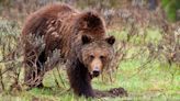 Shaking hiker films scarily close encounter with grizzly bear