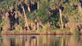 Watch as fearless bear fights off 2 alligators swimming in Florida river