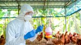 US relaxes regulations for labs handling bird flu samples to ease virus response