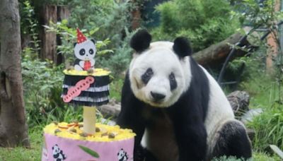 Xin Xin, la panda gigante de 34 años que vive en Chapultepec