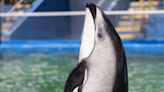 ¿Debemos despedir aliviados al Miami Seaquarium o lamentar otra pérdida por negligencia? | Opinión