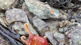 Amazing video: Octopus changes color as it emerges from rock, scrambles toward ocean