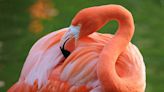 Let’s give the flamingo its due. Florida lawmakers should make it our state bird | Opinion