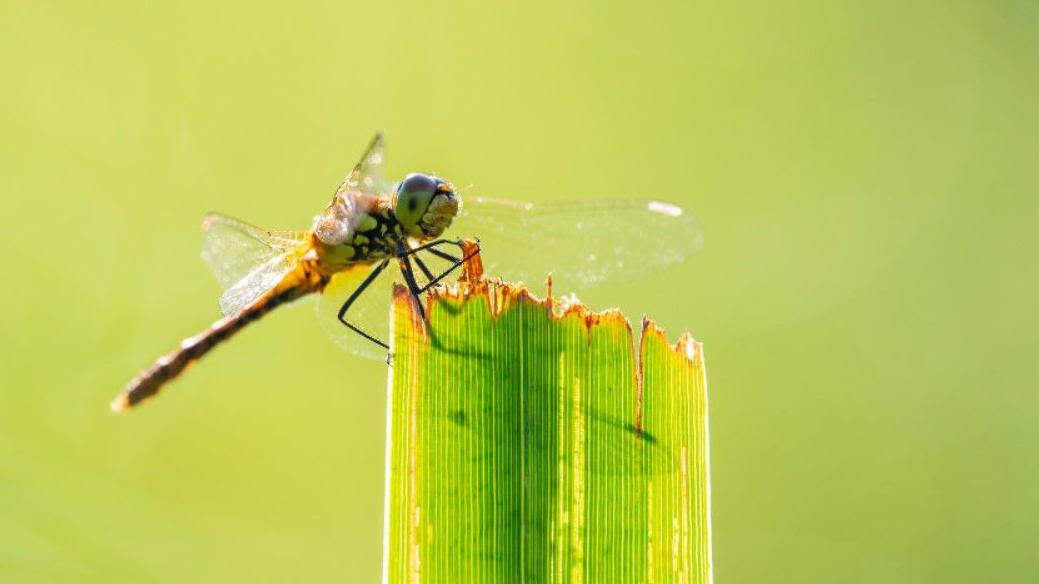 Dragonflies thriving at newest nature 'hotspot'