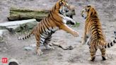 628 tigers died in India in past five years: Govt data