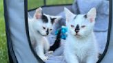 Kittens and their mom rescued from St. Paul cemetery