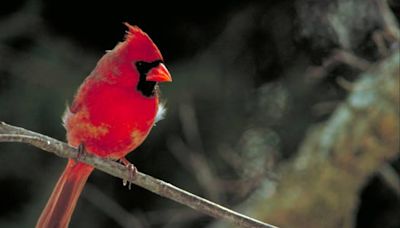 Which birds visit feeders in the spring? Top five backyard birds to expect this April.