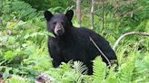 Bear sightings will be more common this summer in North Carolina