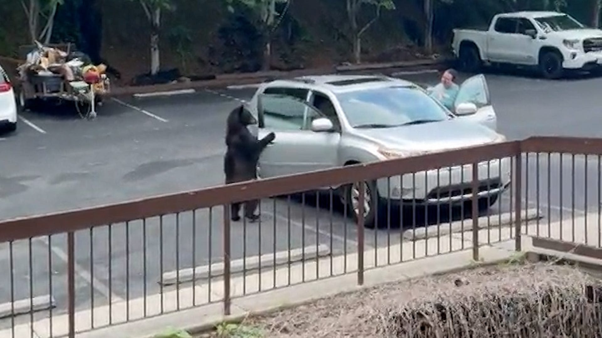 Watch: Sneaky black bear casually opens car door searching for a snack in Gatlinburg
