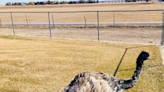 Animal control in Colorado responded to an ostrich report. It was an emu