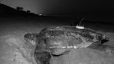 Not just great white sharks: 900-pound OCEARCH turtle pings off Bethune Beach, Florida